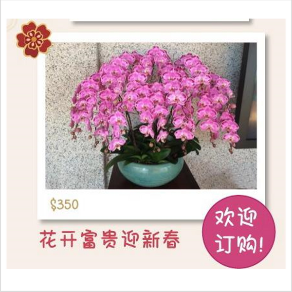 DF-350-304-NH CNY Flower 新春年花