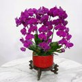 NH-250-001 CNY Flower 新春兰花