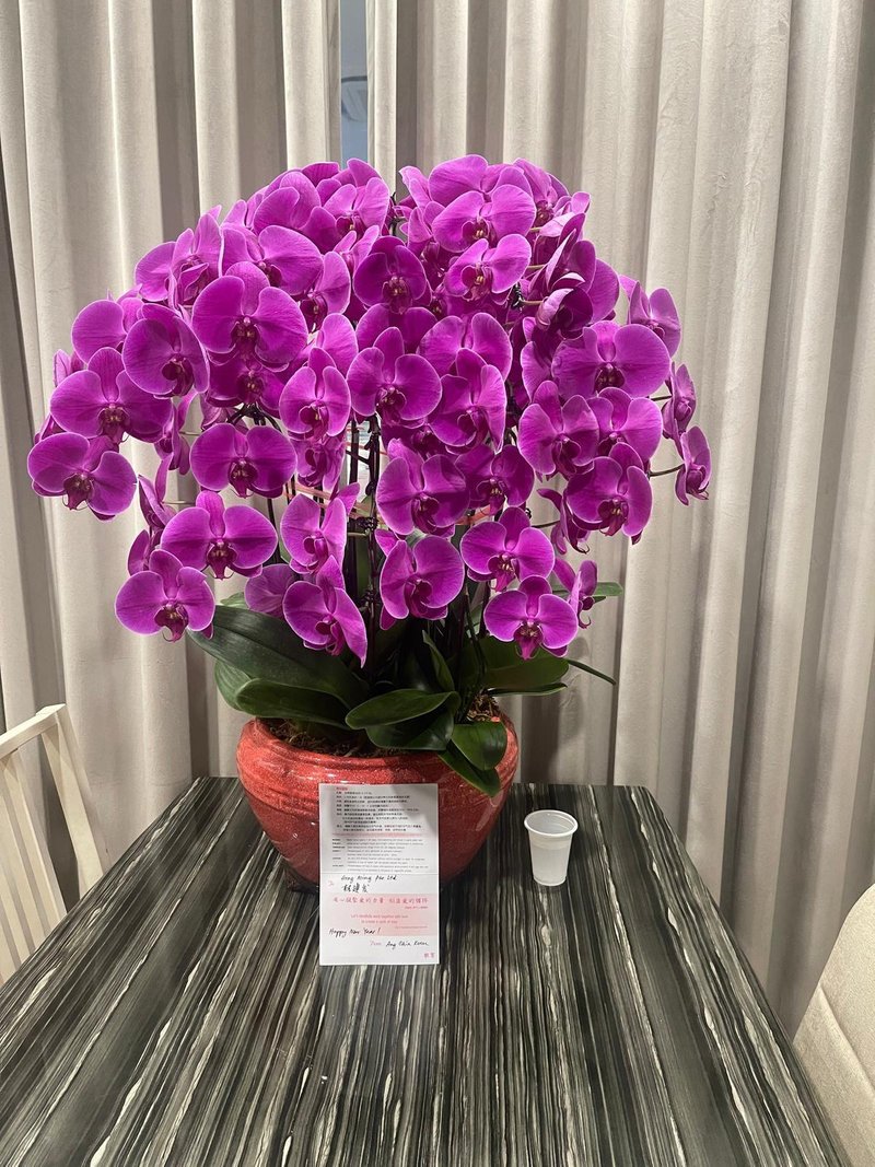 NH-380-001 CNY Flower 新春兰花