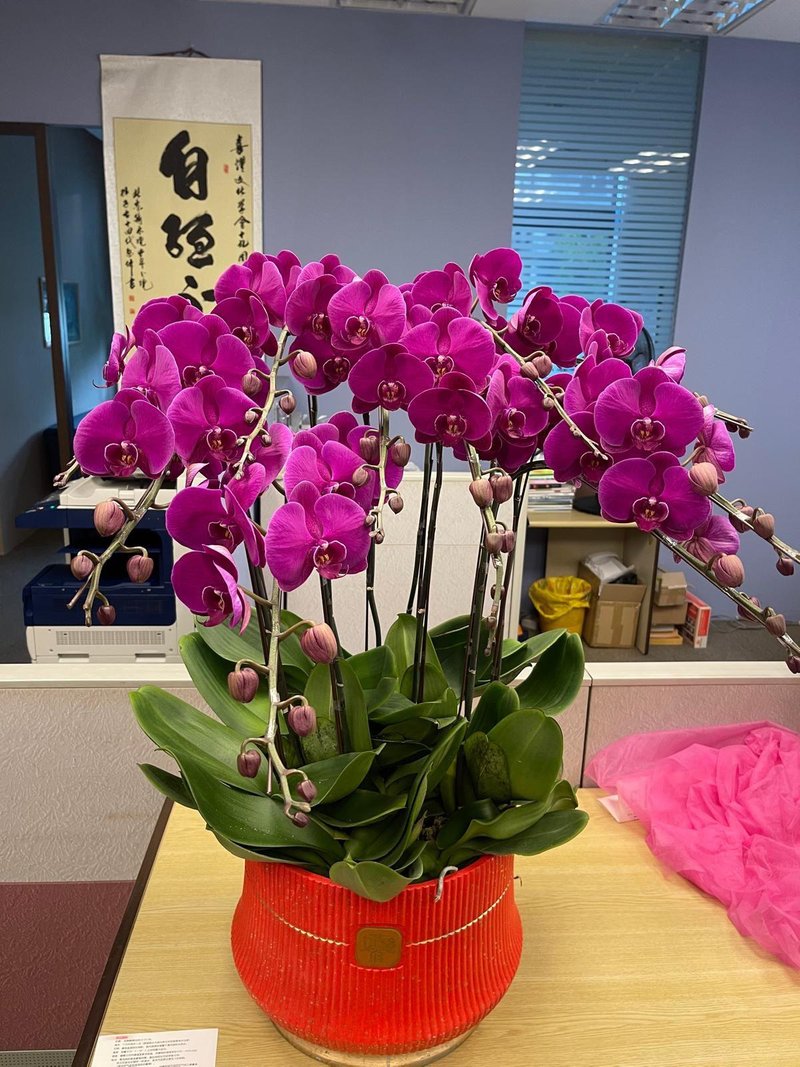 NH-320-001 CNY Flower 新春兰花